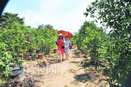 这是笔者近日在浦北县福旺镇大双村五百亩的苗木花卉种植基地看到情景