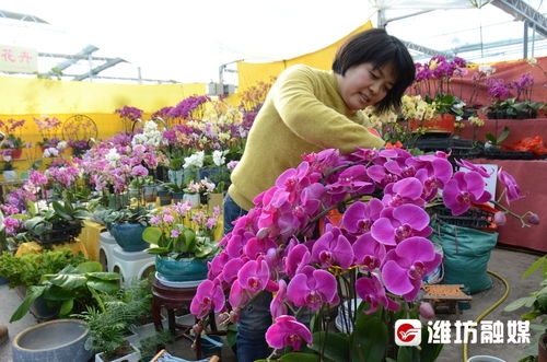 迎新年,潍坊花卉饰品销售旺