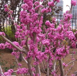 特价促销园林绿化苗木紫荆苗批发庭院花卉植物指导价 特价促销园林绿化苗木紫荆苗批发庭院花卉植物厂商 特价促销园林绿化苗木紫荆苗批发庭院花卉植物厂商 图 尽在农苗网